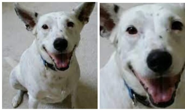 Hund. Quelle: Screenshot