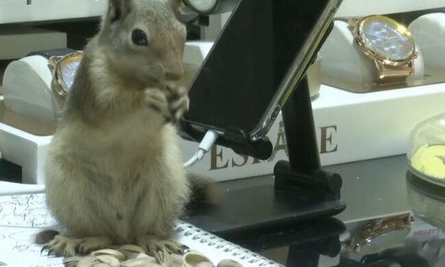 Eichhörnchen. Quelle: Screenshot YouTube