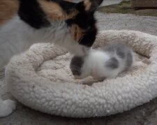 Katze und ihr Kätzchen. Quelle: Screenshot Youtube