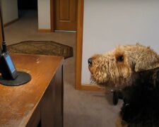 Stanley. Quelle: YouTube Screenshot