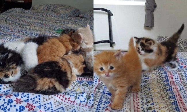 Katze-Mutter und Kätzchen. Quelle: Screenshot