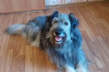 Man weigerte sich, den Hund wegen seiner Größe in eine Familie zu nehmen, aber es gab doch diejenigen, die ihn schließlich nahmen