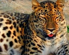 Eine Geschichte über Freundschaft: Leopard besucht nachts die immer dieselbe Kuh