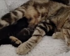 Katze-Mutter und Kätzchen. Quelle: Screenshot YouTube