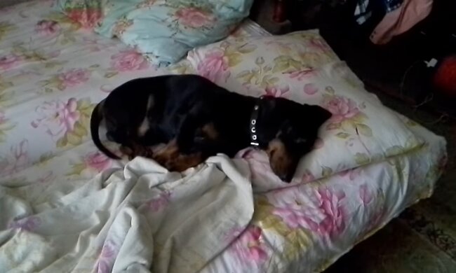 Dackel schläft. Quelle: Youtube Screenshot