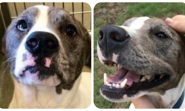 Hund Missy. Quelle: mirror.com