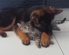 Freundschaft zwischen einem Hund und einem Kätzchen. Quelle: Screenshot Youtube
