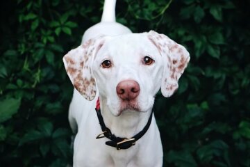 Freunde kommen zur Rettung: die Freundschaft mit einem Einjährigen bringt den Hund ins normale Leben zurück