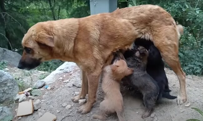 Das ist eine echte Familie. Quelle: Screenshot YouTube