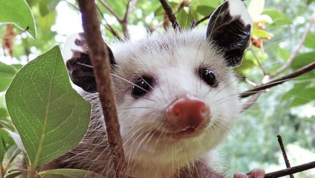 Opossum. Quelle: www. storyfox.сom