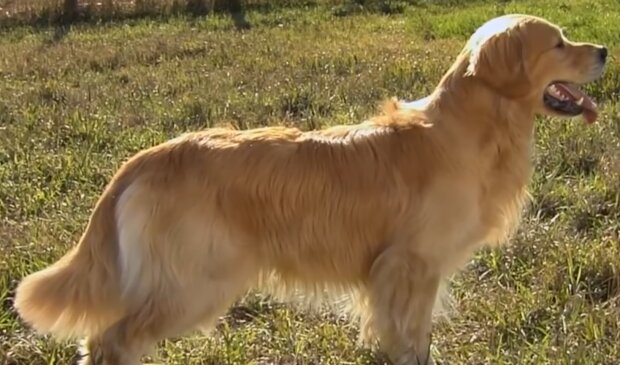 Ein treuer Hund ist in zwei Wochen 100 Kilometer allein gelaufen, um nach Hause zu kommen