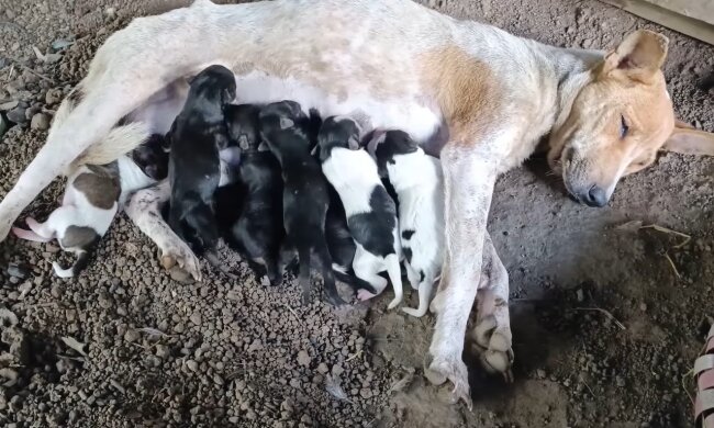 Hundemama mit Kindern. Quelle:Youtube Screenshot