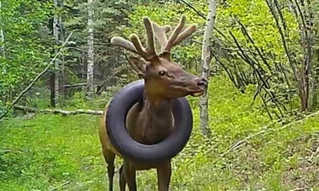 Die Folgen der Waldverschmutzung. Quelle: Screenshot YouTube