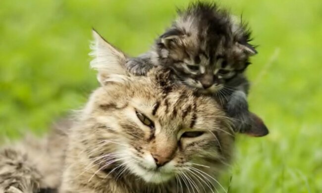 Die üblichen Momente der Mutterschaft. Quelle: Screenshot YouTube