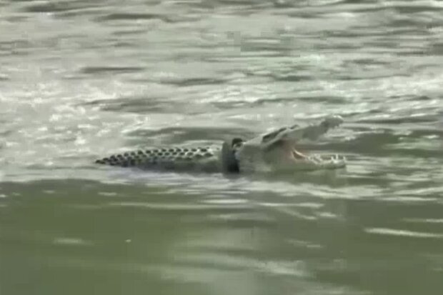 Krokodil mit einem Reifen um den Hals. Quelle: Screenshot Youtube