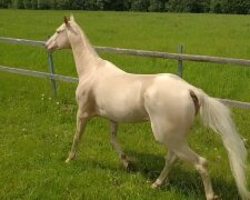 Akhal-teke Pferd. Quelle: YouTube Screenshot