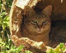 Liebevolle Mutter: Eine Katze saß die ganze Nacht vor der Tierklinik und suchte nach ihren Kätzchen