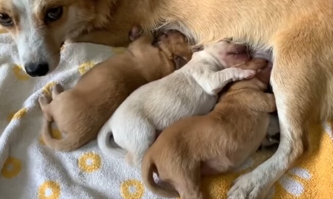 Mama-Hündin. Quelle: Youtube Screenshot