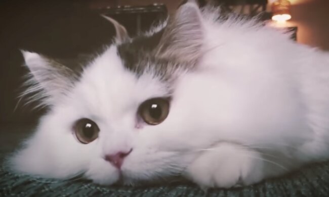 Kätzchen. Quelle: Screenshot YouTube