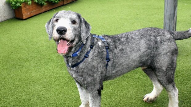 Fast 2 kg Wolle wurden vom verlassenen Hund Arlo geschnitten und er wartet auf neue Besitzer