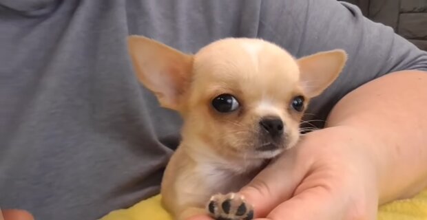 Chihuahua-Welpe. Quelle: Youtube Screenshot