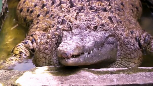200 kg schweres Krokodil lebt seit 20 Jahren mit Menschen zusammen