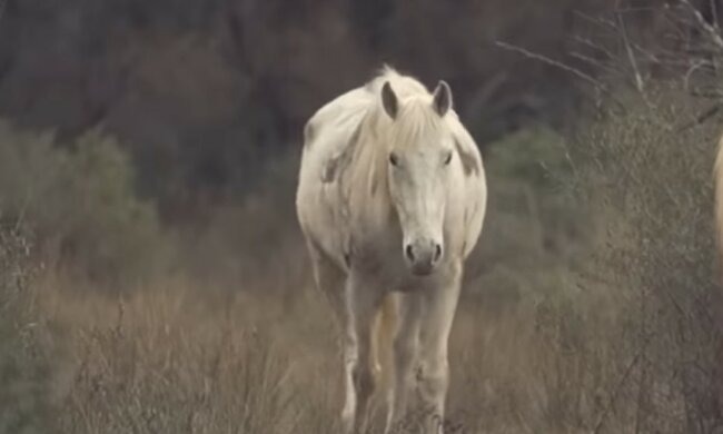 Einzigartige Aufnahmen von Tieren. Quelle: Screenshot YouTube