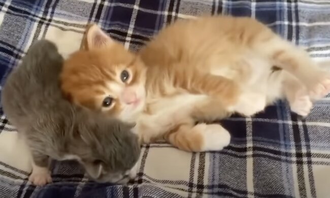 KKätzchen. Quelle: Screenshot YouTube