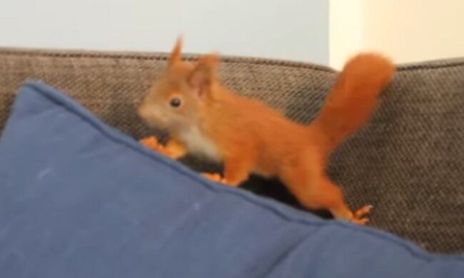 Junge Frau hat ein kleines Tier gerettet :Jetzt lebt ihr bester Freund in ihrem Haus