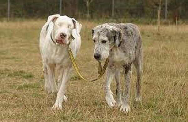 Hundetreue: Deutsche Dogge hat einen kleinen Welpen gerettet, der nicht sehen konnte