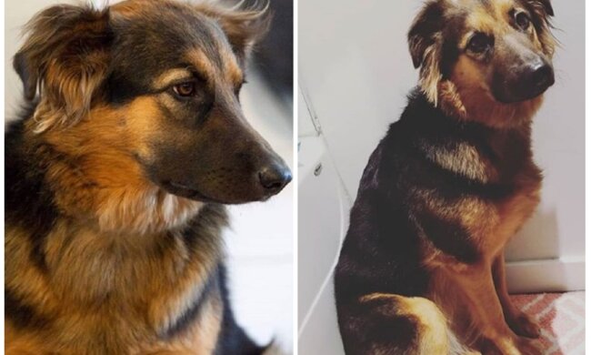 Desta. Quelle: Screenshot