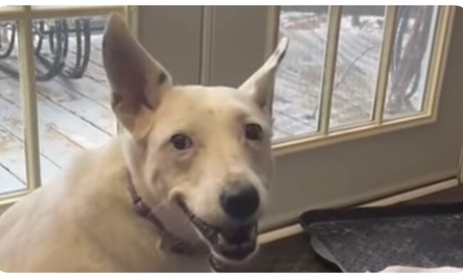 Tauber Hund. Quelle: Video Screenshot