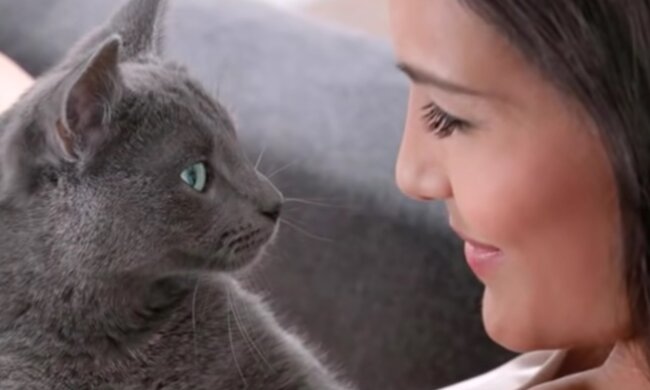 Schlaue und entzückende Haustiere. Quelle: Screenshot YouTube