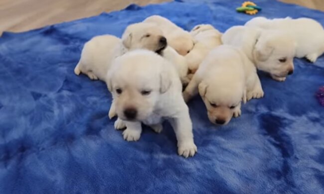 Welpen (Symbolbild). Quelle: Youtube Screenshot