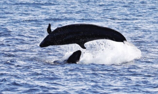 Ein springender Delfin. Quelle: ndtv.com