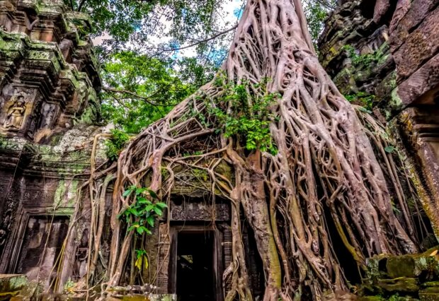 Banyan-Bäume in Angkor Var
