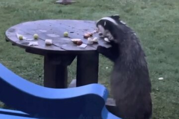 Der Dachs beschloss, die Reste vom Tisch zu essen, aber alle seine Bemühungen waren erfolglos