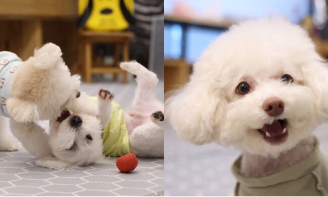 Hunde. Quelle: Screenshot