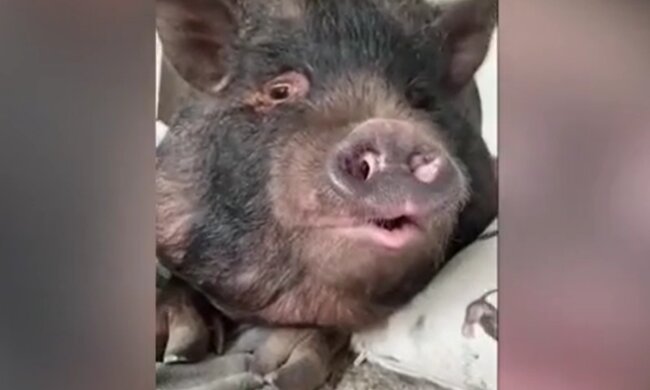 Charmantes Tierchen. Quelle: Screenshot YouTube