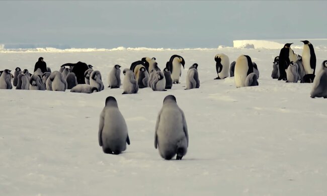 Pinguine. Quelle: Youtube Screenshot