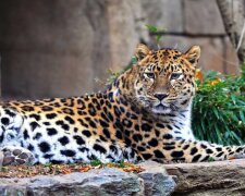 Hohes Alter: Der fernöstliche Leopard Lord feierte seinen dreizehnten Geburtstag