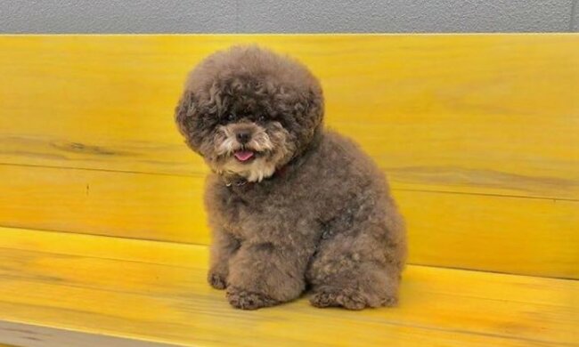 "Wie ein Mensch": ein Hund, der wie der Schauspieler Bob Ross aussieht