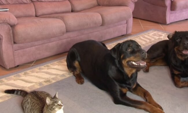 Katze mit Hunde. Quelle: Screenshot