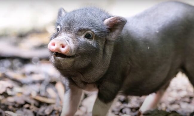 Kleine Ferkel. Quelle: Screenshot YouTube