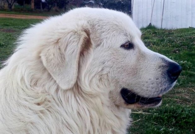 Der Hund war bei 16 Familien, die ihn ablehnten, aber er fand liebevolle und fürsorgliche Besitzer