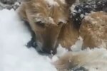 Hund. Quelle: Screenshot
