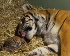 Geburt eines Tigerjungen. Quelle: YouTube Screenshot
