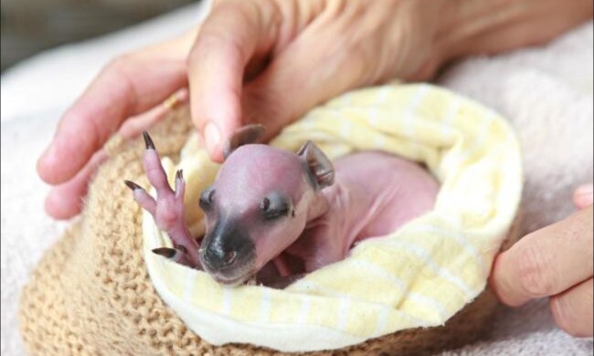 Zweite Mutter: Eine Frau hat ein verwaistes neugeborenes Känguruh aufgenommen und pflegt das Tier ehrfürchtig