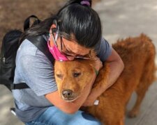 Ein Anruf verwandelte einen streunenden Hund in ein glückliches Tier: Der Hund bewies an seinem Beispiel, warum ein Mikrochip notwendig ist