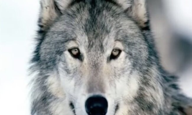 Wolf. Quelle: Screenshot YouTube